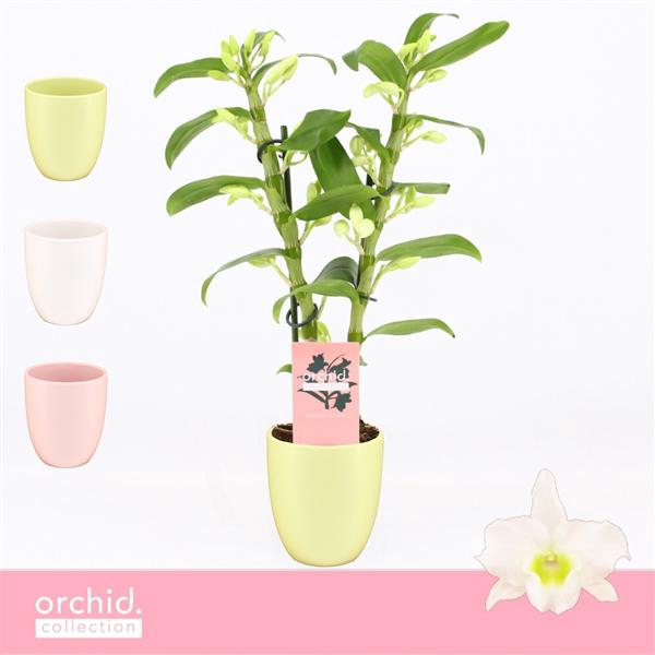 <h4>Dendrobium Nobilé, Apollon 2-spike Compact in Lotte Mix 'Orchid Collection'</h4>