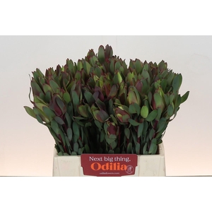 Leucadendron Senorita