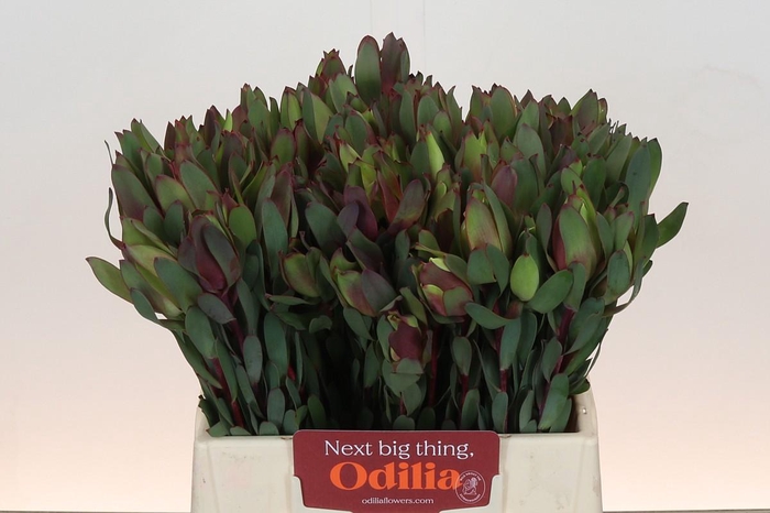 <h4>Leucadendron Senorita</h4>