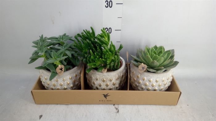 <h4>Succulents   ...mix 3</h4>