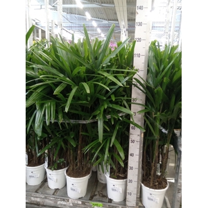 Rhapis excelsa