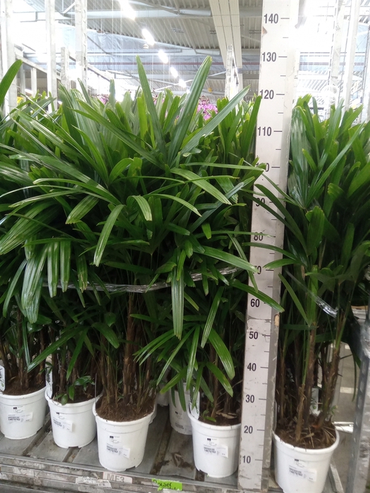 <h4>Rhapis excelsa</h4>