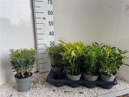 <h4>Euonymus Jap Gem</h4>