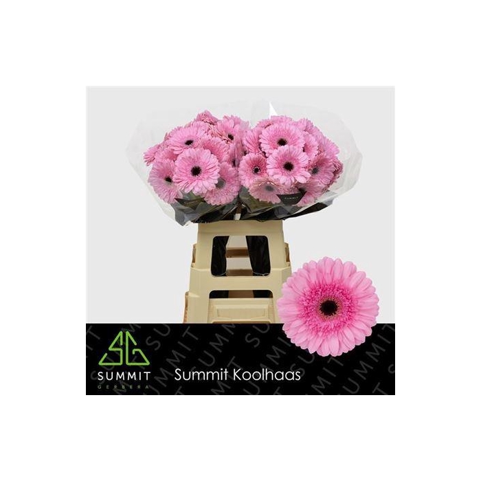 <h4>Ge Gr Pre Semmy</h4>