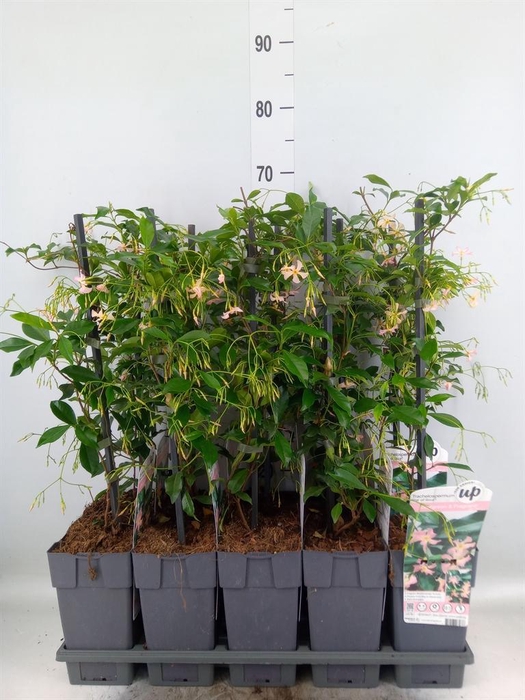 <h4>Trachelospermum jasm.</h4>