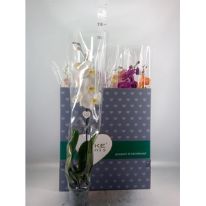 Phalaenopsis   ...mix