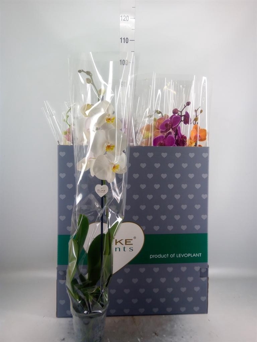 <h4>Phalaenopsis   ...mix</h4>