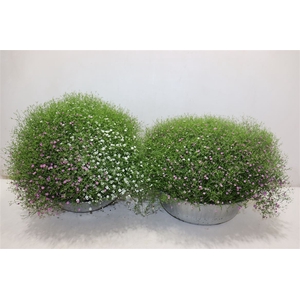 Gyps M Fleur White