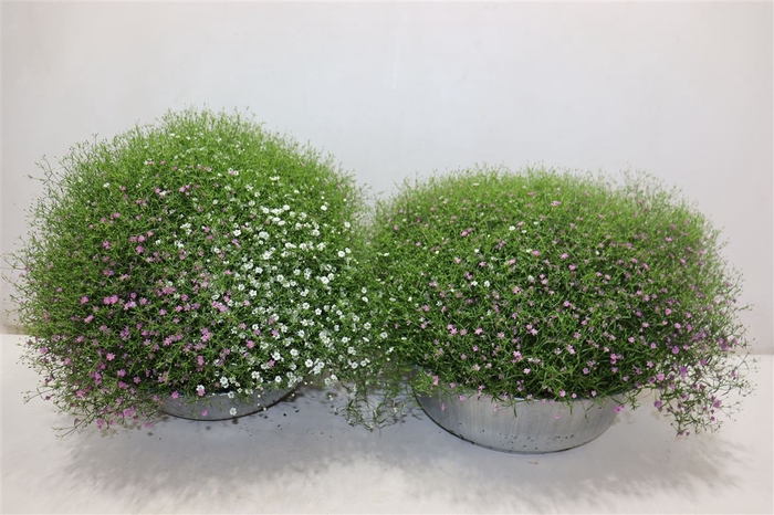 <h4>Gyps M Fleur White</h4>