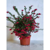 Grevillea robusta