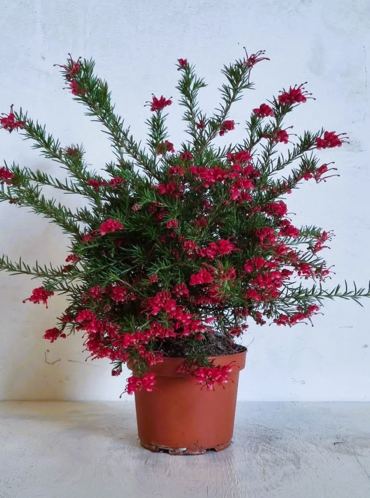 Grevillea robusta