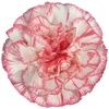 Dianthus St Spritz Blanco Rosa