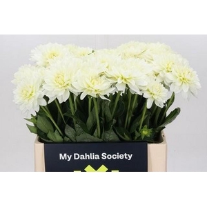 Dahlia maarten zwaan