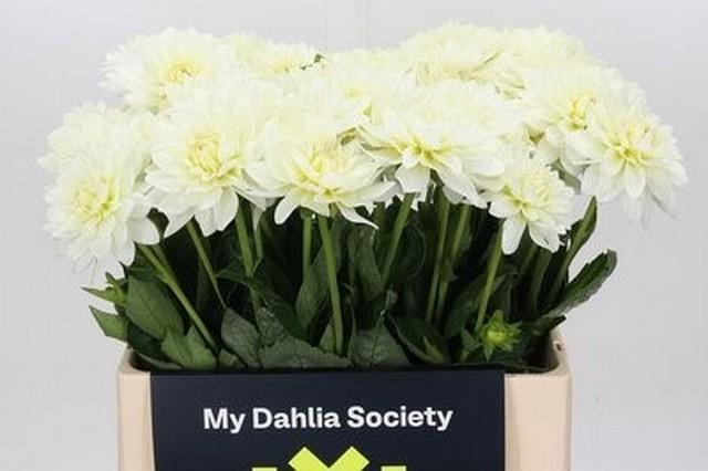 <h4>Dahlia maarten zwaan</h4>