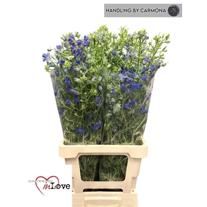 Delph En Morpho Grand Blue