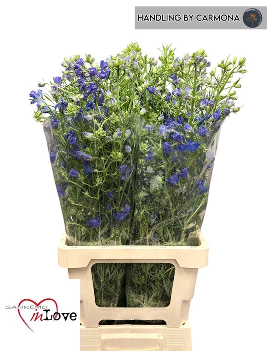 <h4>Delph En Morpho Grand Blue</h4>