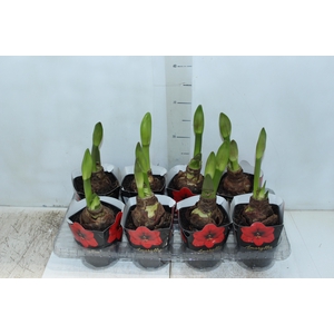 AMARYLLIS P14 VERMELHO MIN 2 HT
