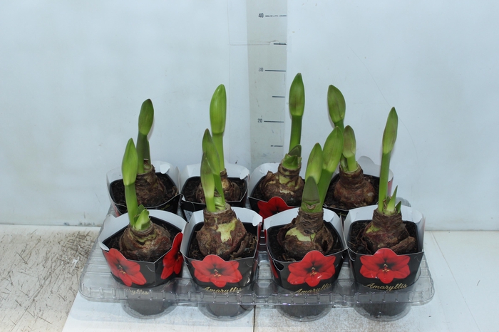 <h4>AMARYLLIS P14 VERMELHO MIN 2 HT</h4>