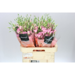 Eust En Botanic Pink