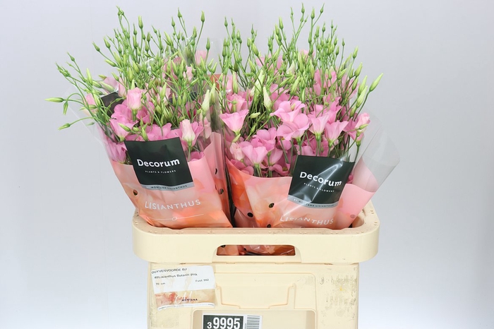 <h4>Eust En Botanic Pink</h4>