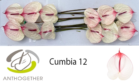 <h4>ANTH A CUMBIA 12</h4>