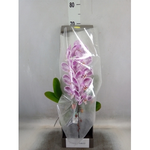 Phalaenopsis   ...lilac