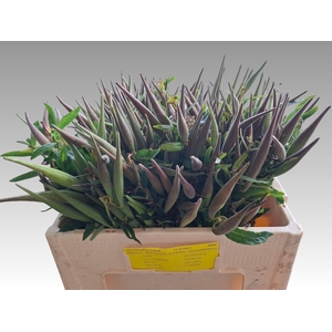 ASCLEPIA TUBEROSA ASCL TUBEROSA