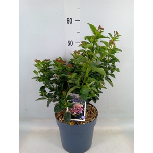 Viburnum tinus