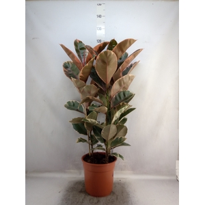 Ficus elastica 'Belize'