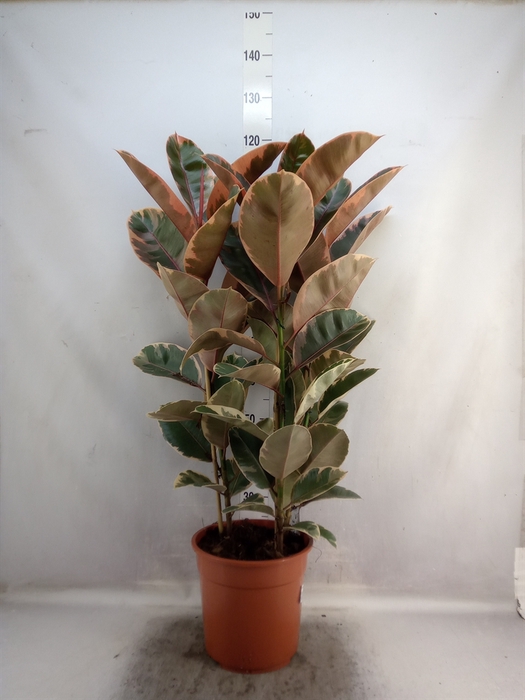 Ficus elastica 'Belize'