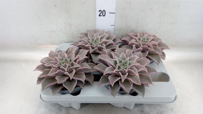 <h4>Echeveria   ...</h4>