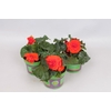 Begonia tub. Orange