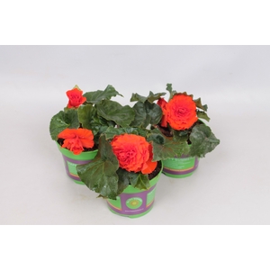 Begonia tub. Orange