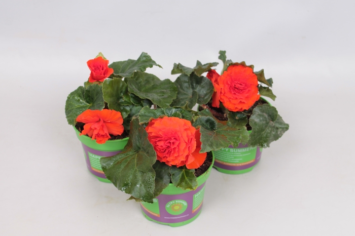 Begonia tub. Orange