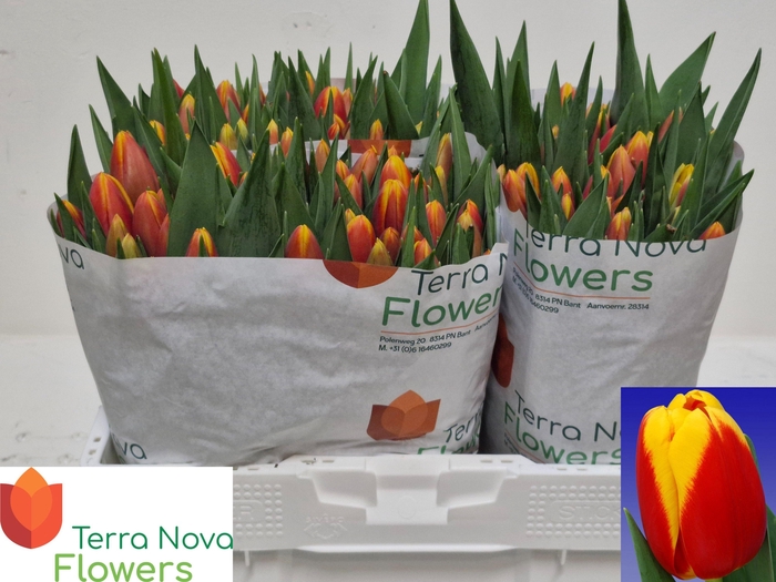 <h4>TU EN READY</h4>