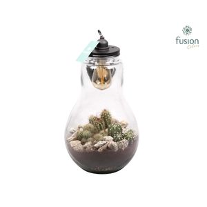 Glas Terrarium XXL met cactus en verlichting Lamp