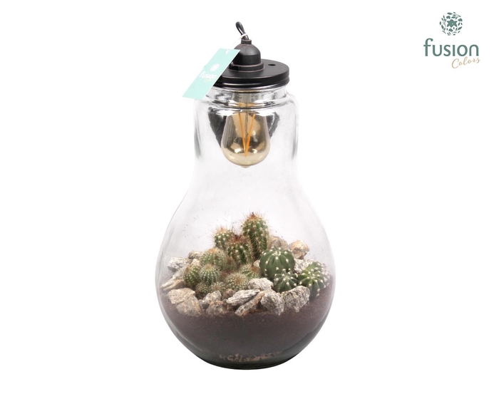 <h4>Glas Terrarium XXL met cactus en verlichting Lamp</h4>