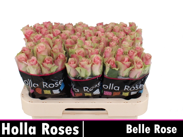 <h4>R GR BELLE ROSE</h4>