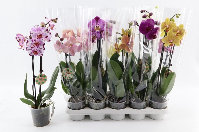 <h4>PHAL GEM 8 KL</h4>