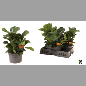 FICUS LYRATA BAMBINO