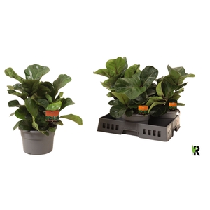 FICUS LYRATA BAMBINO