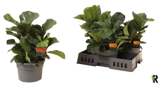 <h4>FICUS LYRATA BAMBINO</h4>