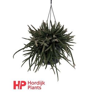 Rhipsalis baccifera subsp. horrida 15cm