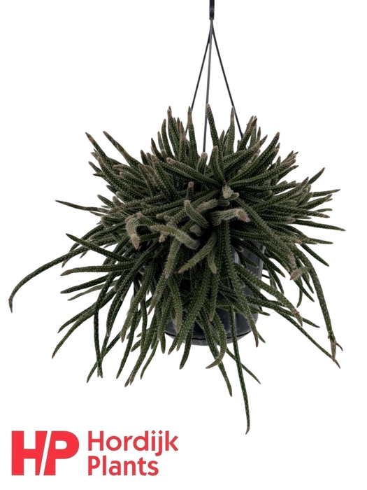 <h4>Rhipsalis baccifera subsp. horrida 15cm</h4>