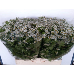 Tanacetum part Cameron