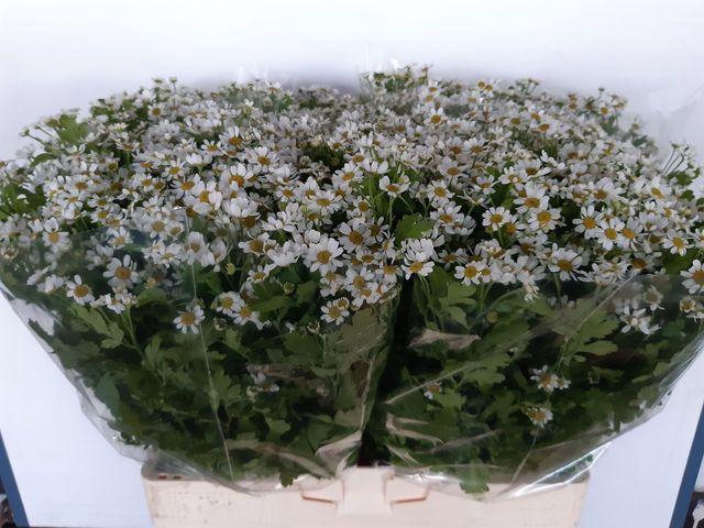 <h4>Tanacetum part Cameron</h4>