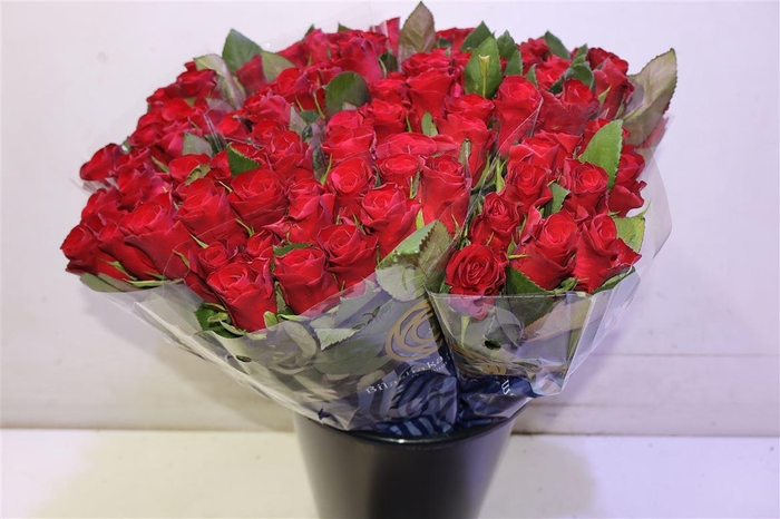 <h4>R Gr Red Tacazzi+ X10</h4>