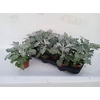 arr8 Jacobaea Maritima