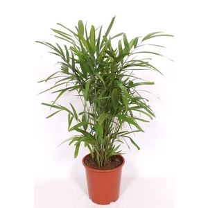 Pthychosperma macarthurii