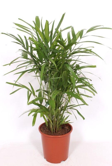 <h4>Pthychosperma macarthurii</h4>